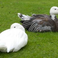 Hybrid Goose